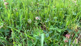 Post-seeding management 